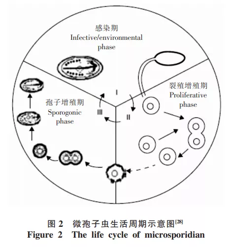 孢子虫生活史图片