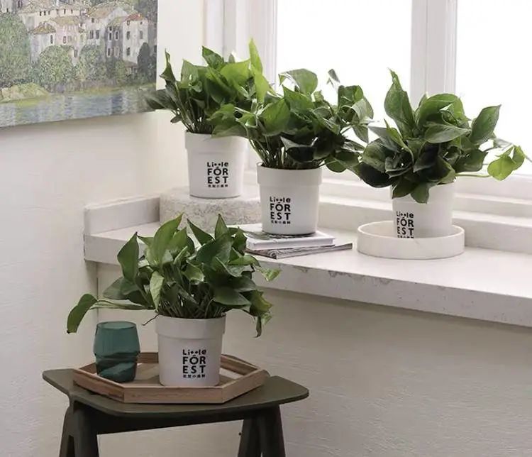 春季家居攻略，用绿植打造自然风，让你的家居时尚起来