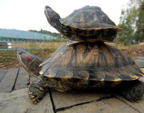 大巴西龟冬天吃什么(大巴西龟冬天吃什么食物) - 澄一百科网