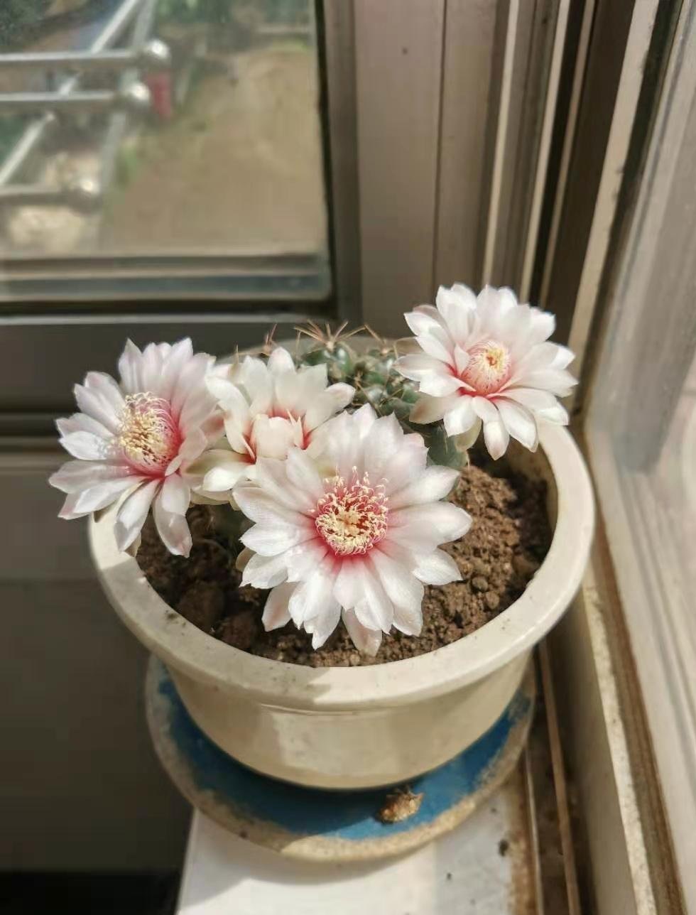 喜欢养仙人球,就选"绯花玉",好养易打理,每年开花很多次