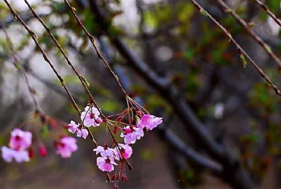 早樱是什么植物（垂枝大叶早樱枝叶花介绍）