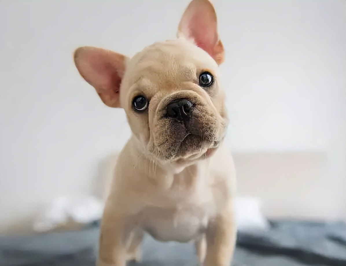 法国斗牛犬年龄表:你家法牛相当于人类几岁?