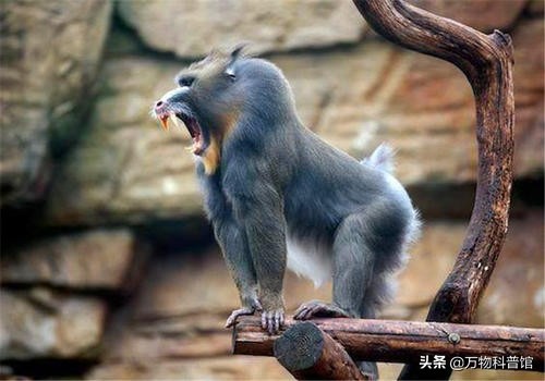 世界上最大的猴子是(五种极度可怕的猴子，战斗力堪比豹子，为什么宁遇豺狼不遇山魈？)