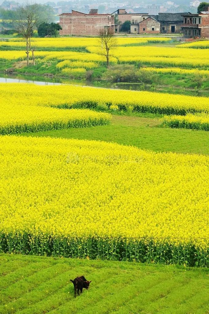 油菜花图片 油菜花图片绘画-大连号
