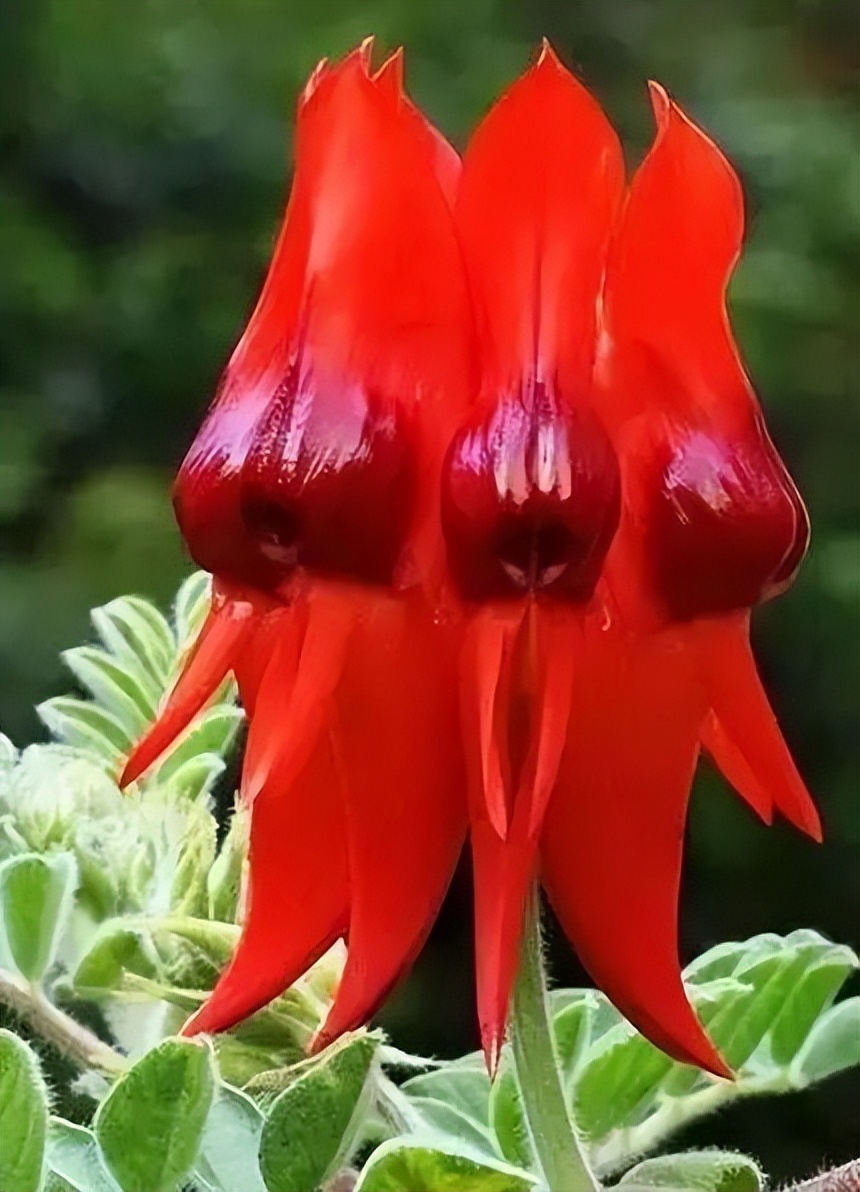 识花:100种世界奇花,超乎你的想象