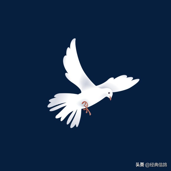 你知道“和平鸽”的名字由来吗？