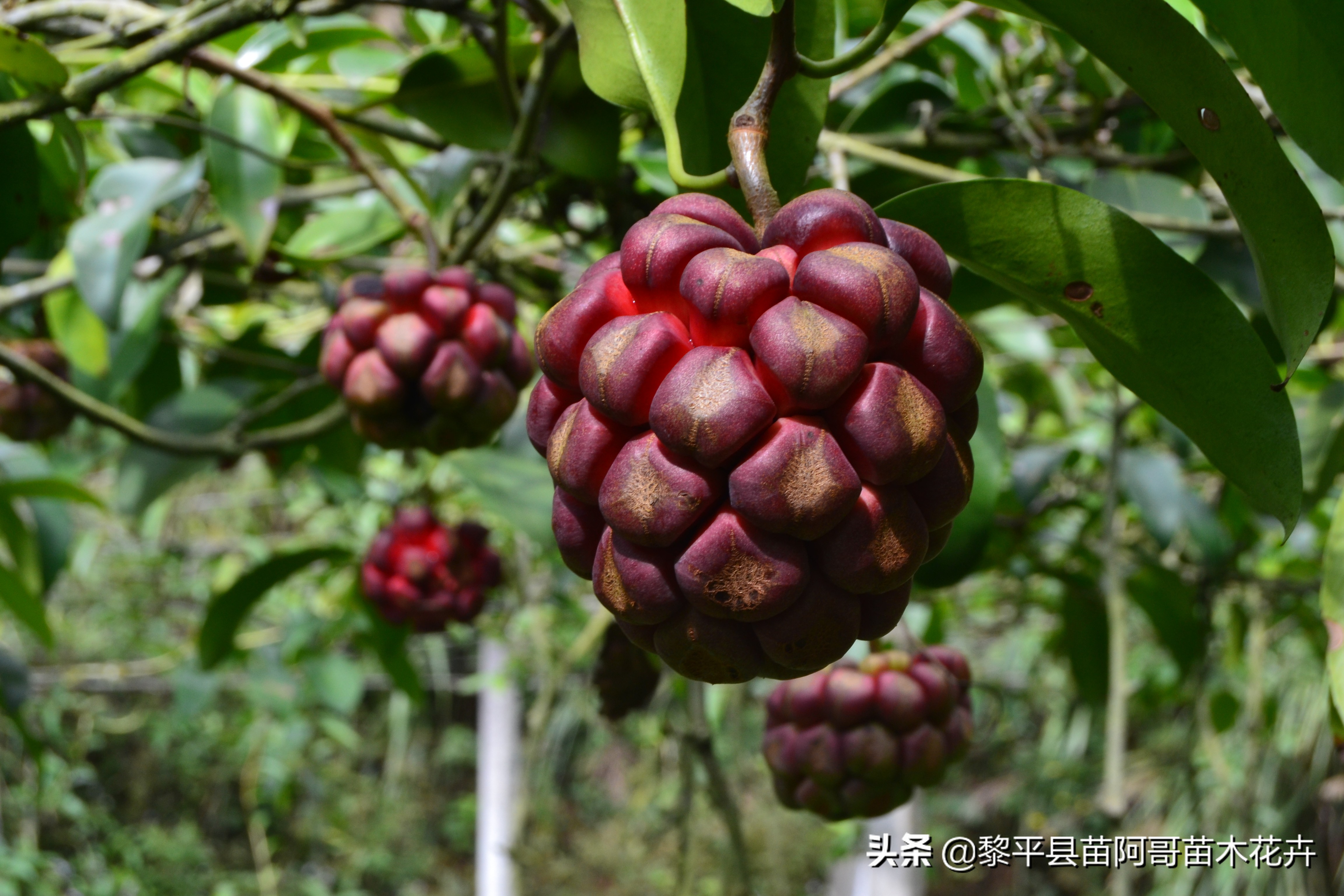 黑老虎水果种植（春季黑老虎水果养殖技巧及要点）