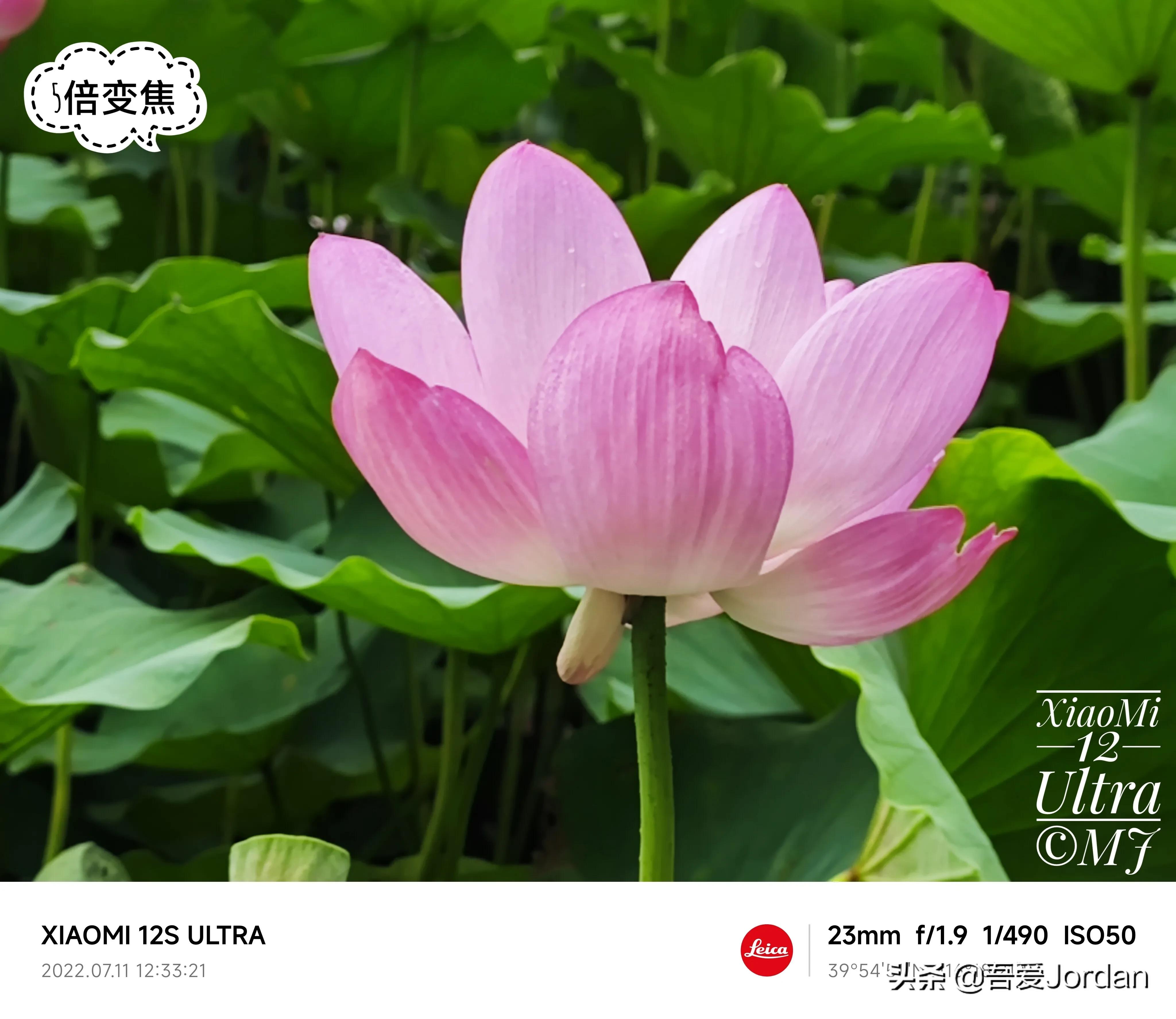 小米12S Ultra与华为Mate40RS长焦对比