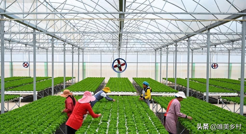 农业农村现代化，数字赋能、三大方向驱动，增势蓄能带来新机遇？