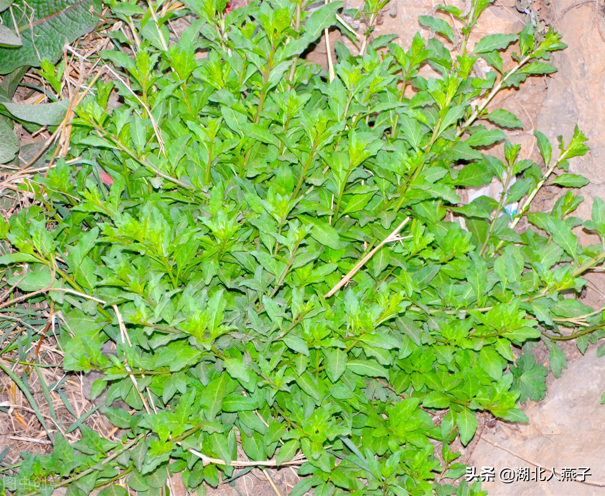 常见野菜的大全(50种野菜的图片及吃法)
