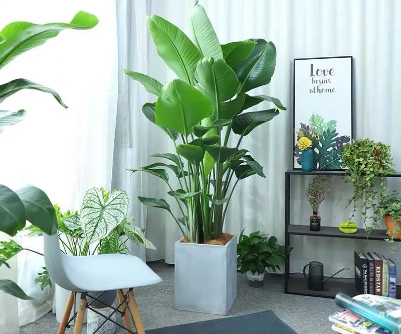 7种“大型花”，又美又高贵，客厅一放，吸光废气，人旺家旺