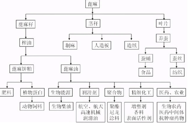 儿时随处可见的蓖麻，中国年需求40万吨，还被美国列为战略物资？