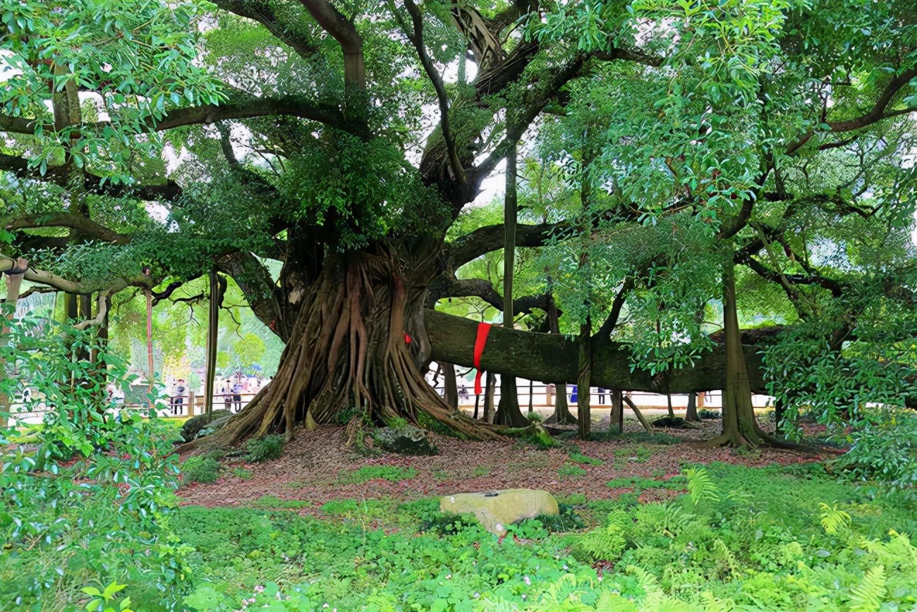 广西一奇特景点，整个景点只有一棵树还要20门票，树龄长达1500年
