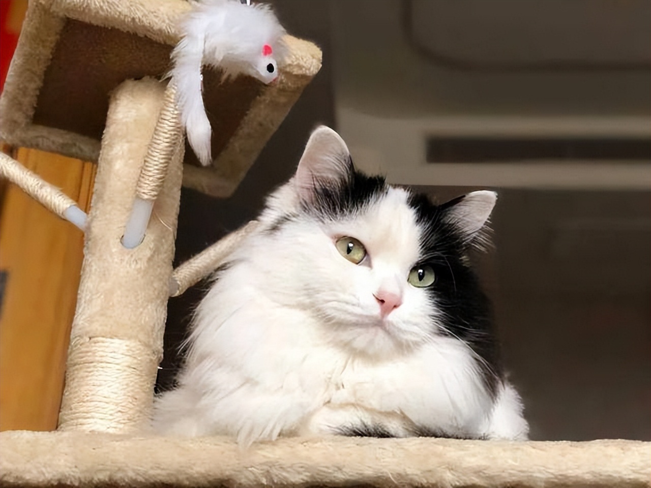 猫咪1岁=人7岁，原来是错的，这么多年都误会了