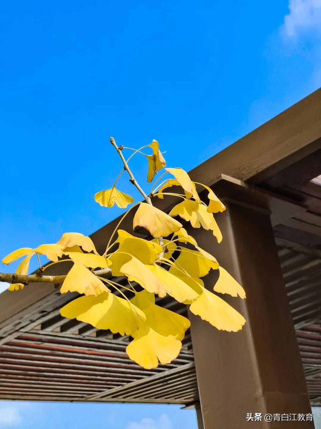 秋冬美图来袭① | 为你喜欢的校园美景投票吧