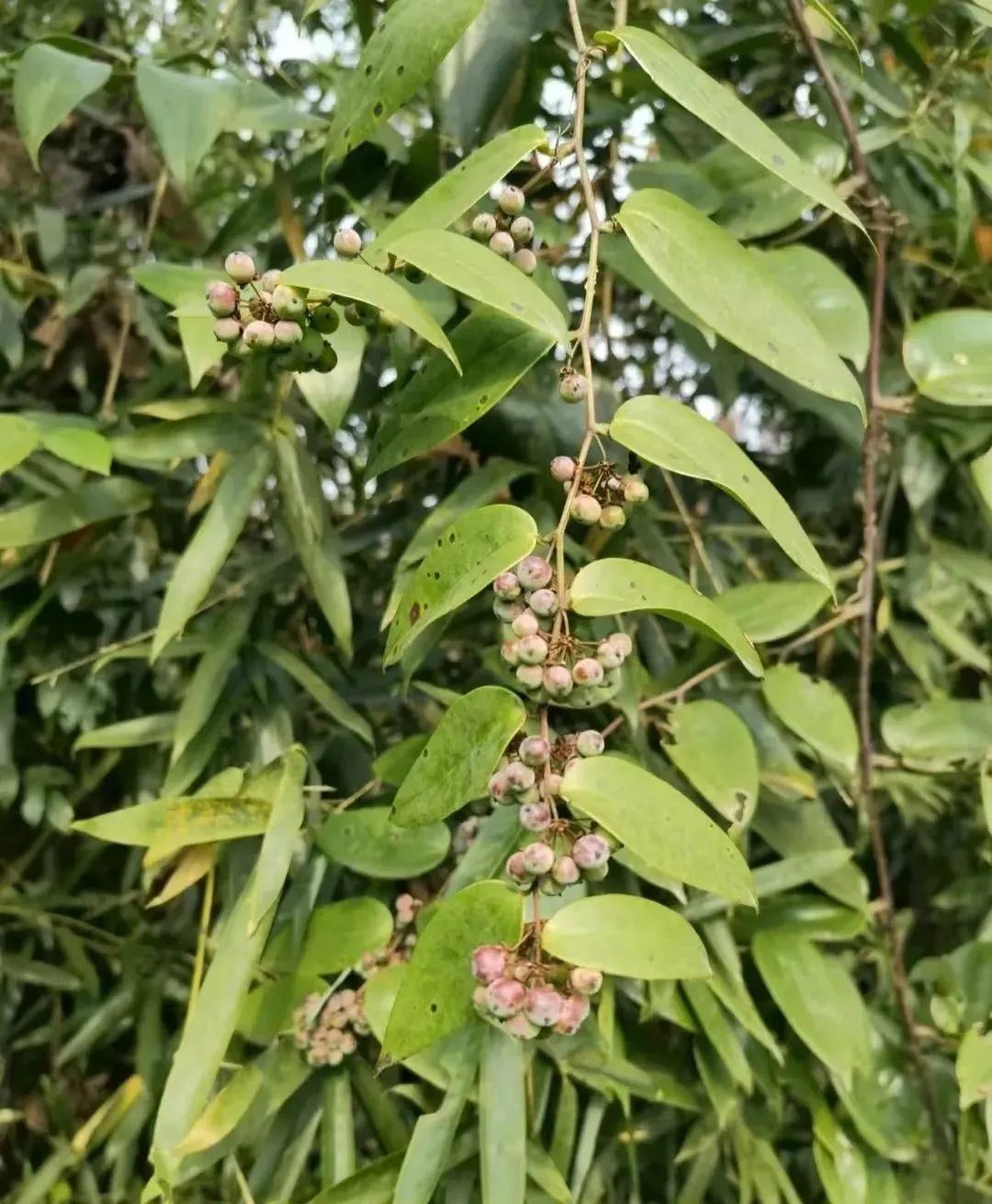 土茯苓,咱老百姓防治痛風,腎炎,尿毒症的單方