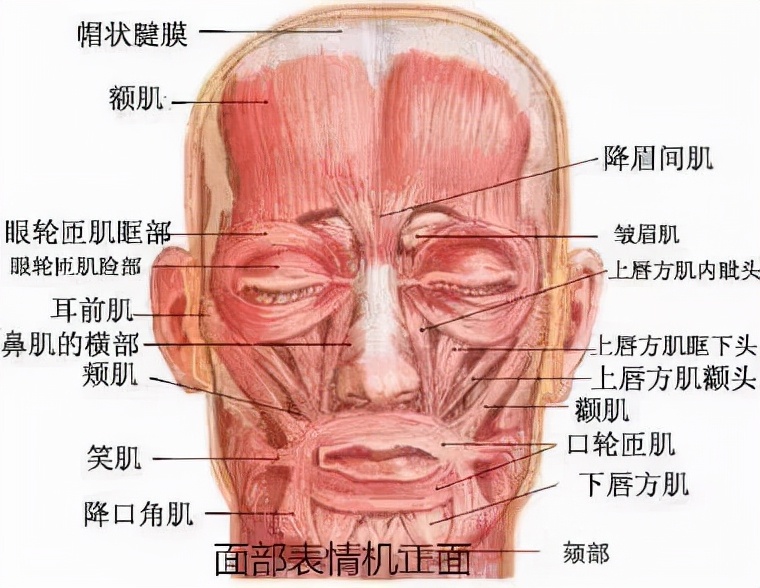 面部肌肉解剖详解--表情美容都用她