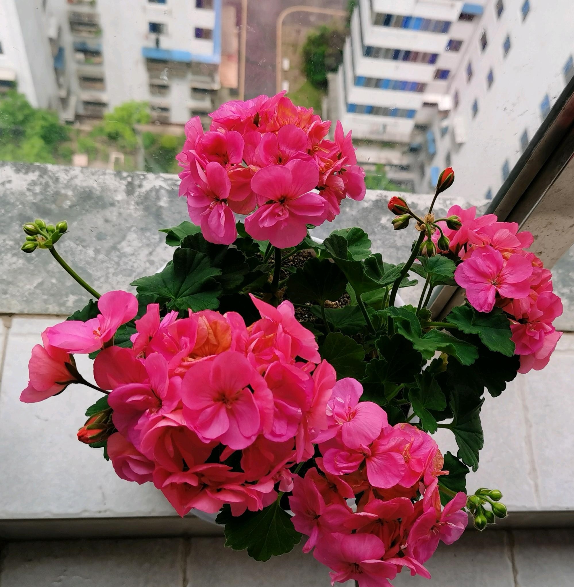 天竺葵“艾米莉亚”—优秀的阳台盆栽，花色绚丽美观，四季有花开