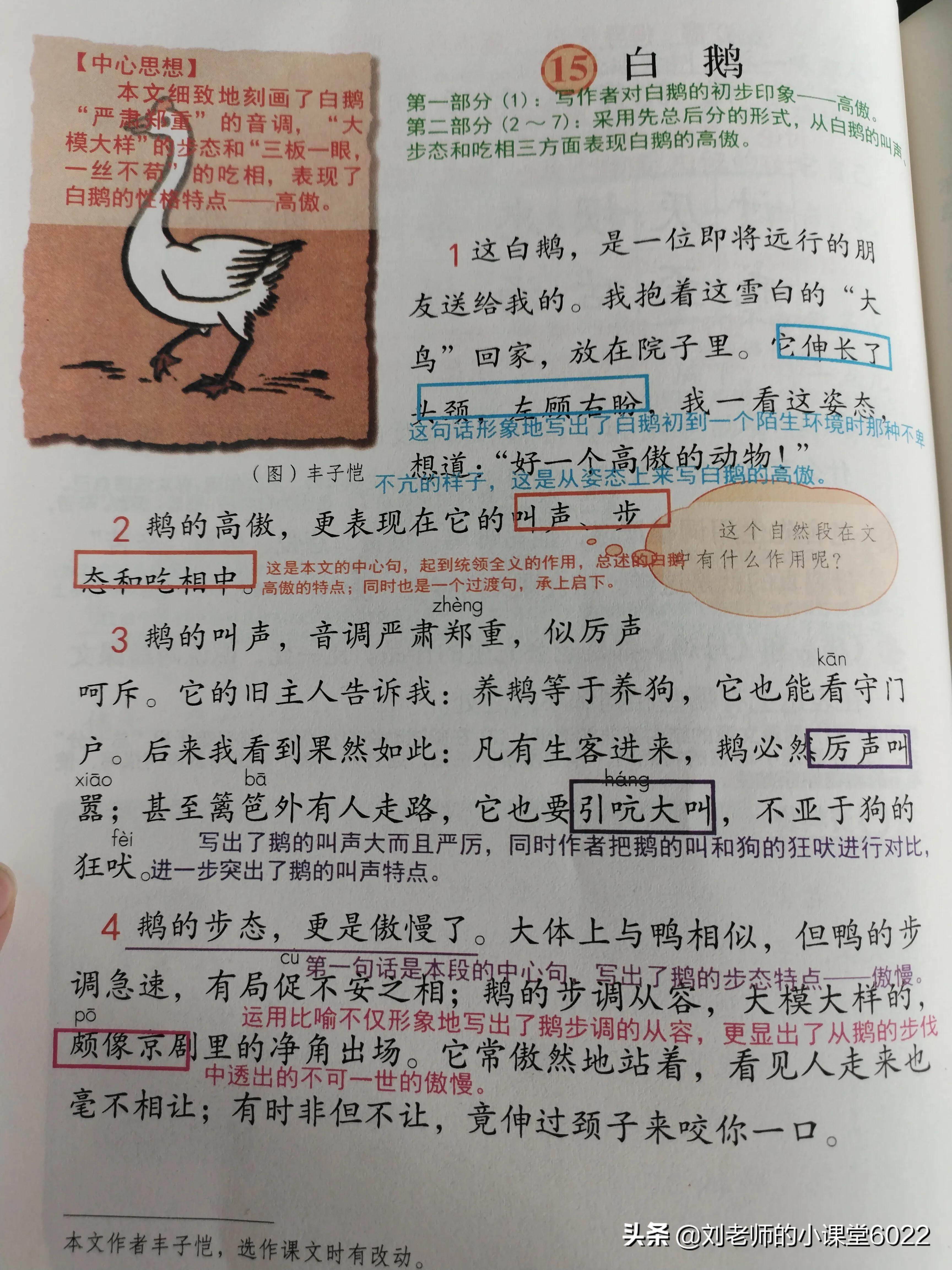 白鹅课文原文图片图片