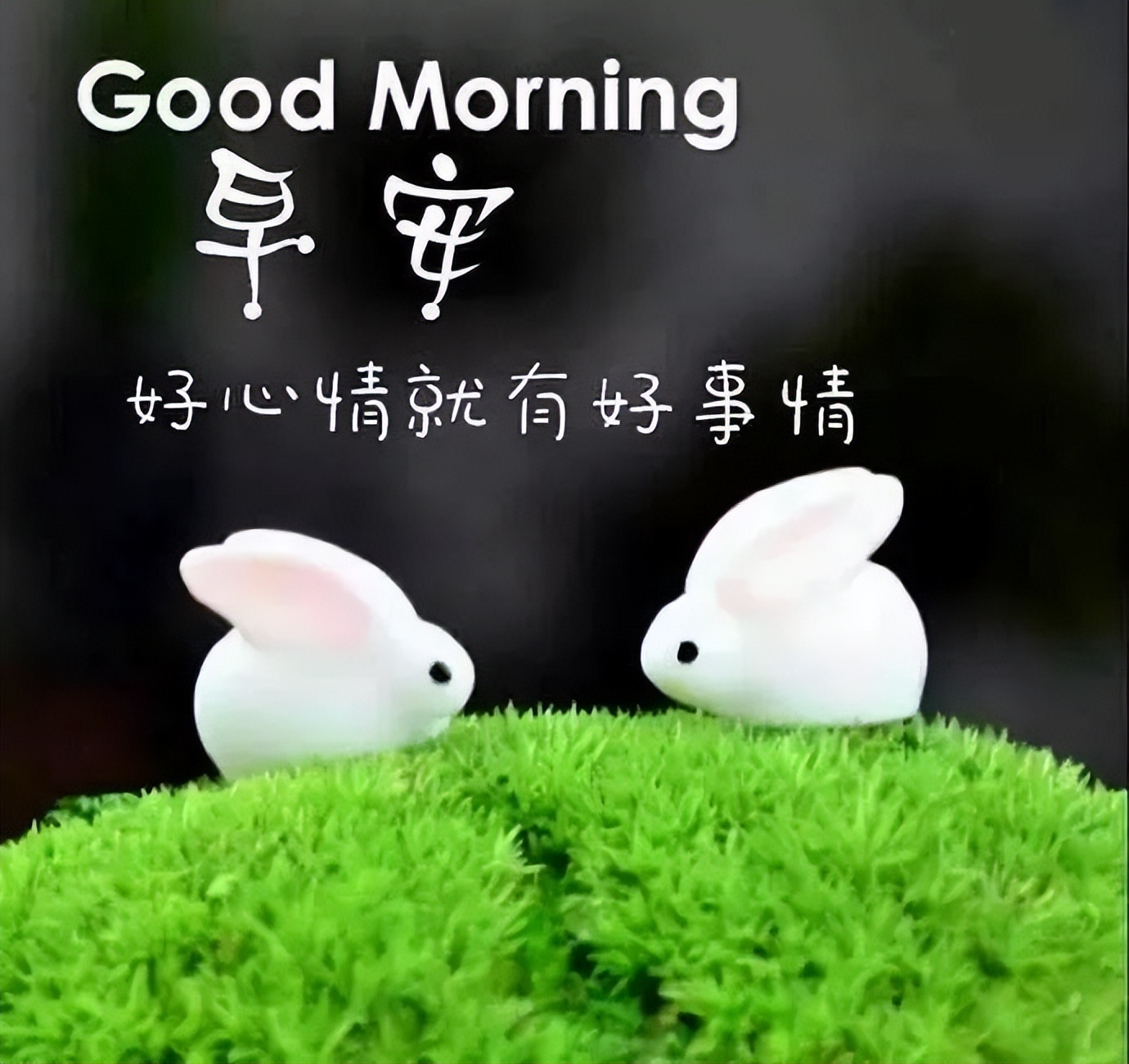 做一个老实人,做一个诚实的人,祝好友们早安