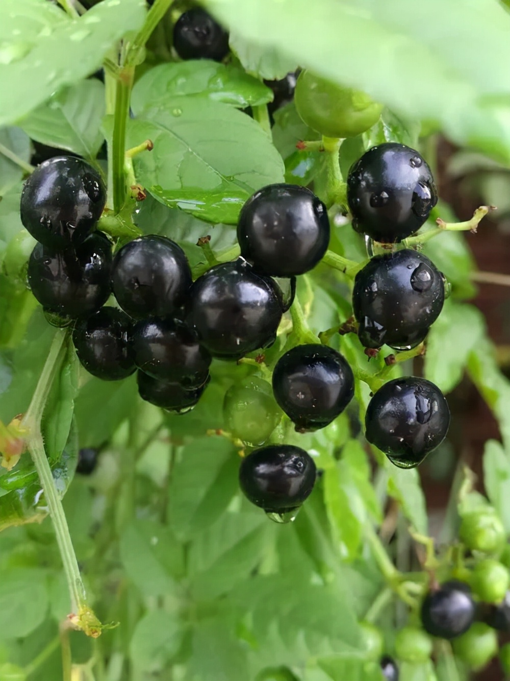 植物世界丨40种农村野果子(二),来自全国各地,很多人都不认识