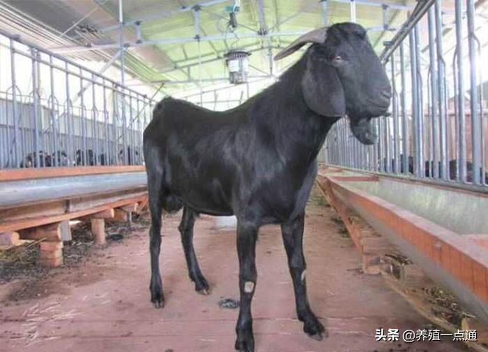 羊品种大全及图片（10大黑山羊品种盘点）