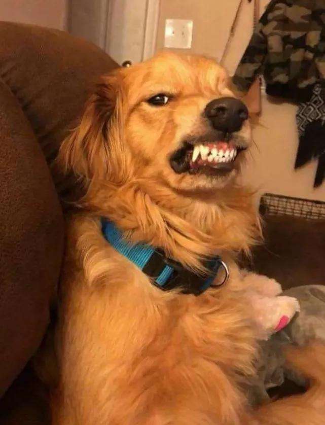 18种狗狗肢体语言大揭秘,你读懂它们了吗?