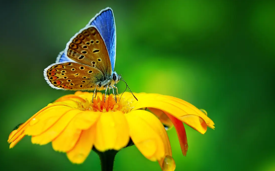 美丽的春天,绿草如茵,繁华似锦,有花香萦绕,有蝴蝶翩飞.