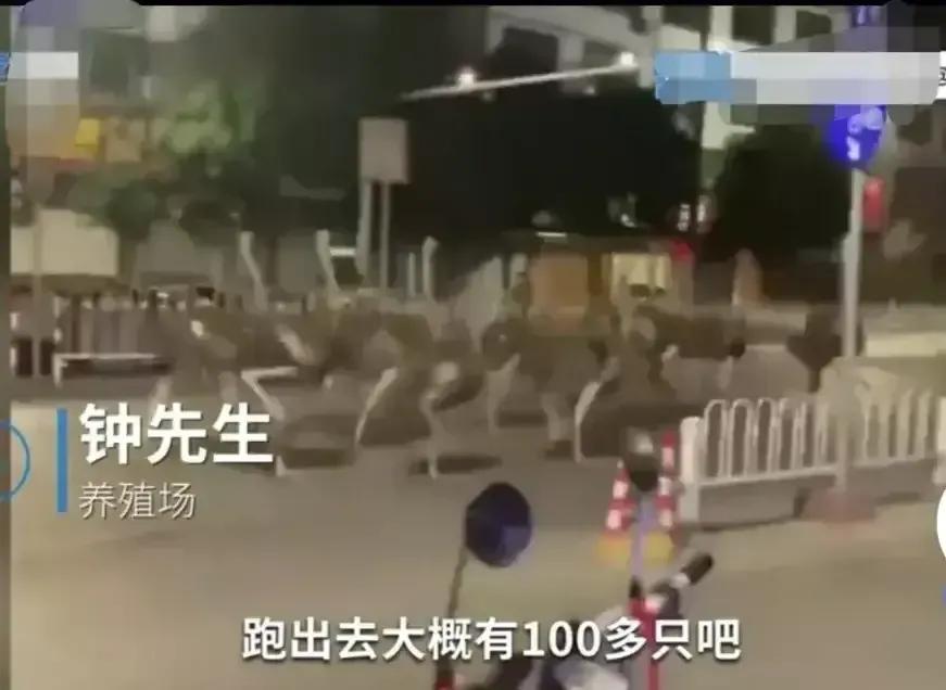 广西近百只鸵鸟集体越狱街头狂奔