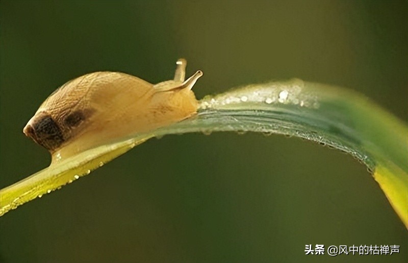 恐怖的“僵尸蜗牛”，它不光有五彩斑斓的外表，还可以“永生”