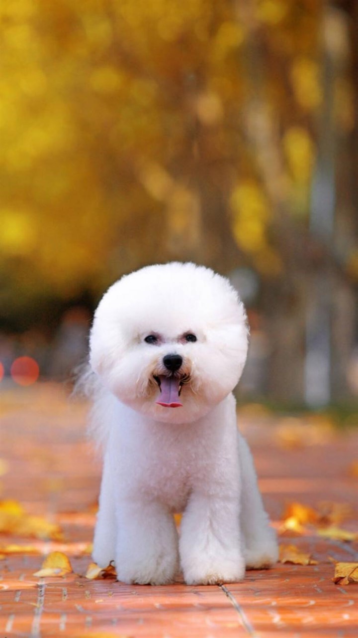 楼房最适合养的狗排名(楼房养什么狗最干净又好养)-第3张图片-巴山号