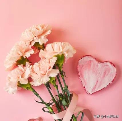 康乃馨——母亲节和妇女节的时候,送女性长辈首选康乃馨,温馨有爱,让
