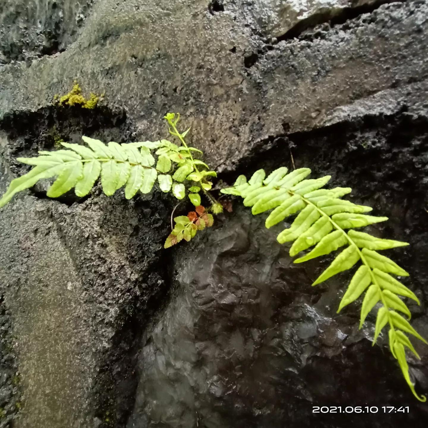 山里那颗坚韧的小草