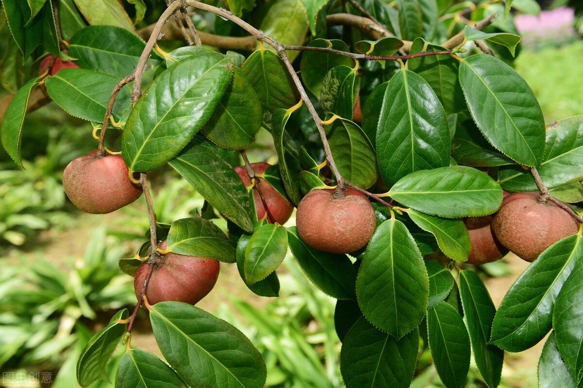 砂糖橘行情疯狂，苹果蹭蹭上涨，果冻橙“过山车”，为何？