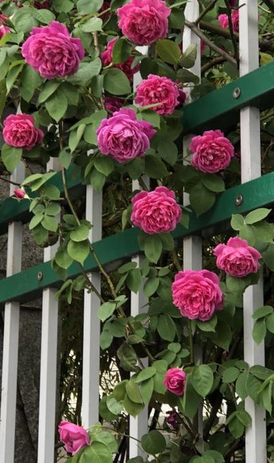 散文：岁月极美，生命如花，保持生命的深情与热爱