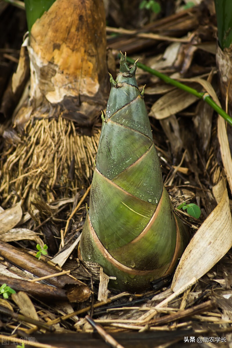 竹子种植时间和方法（教你小竹笋种植小技巧）