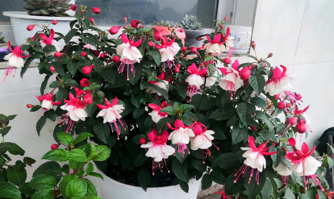 家里光照不足，建议养这10种“耐阴花”，有点散光就能长得很美