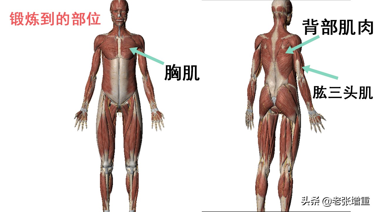 家庭健身器械体验—臂力器，我们一起来看看它能练到哪些肌肉？