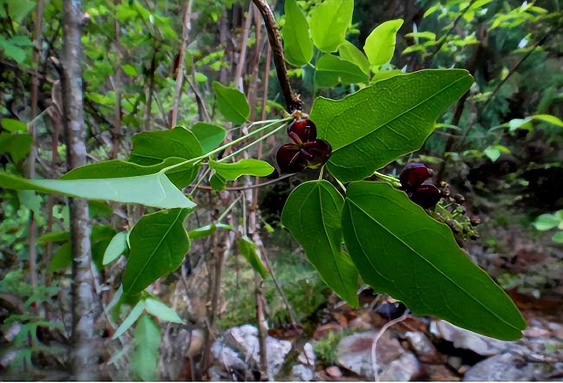 土木香的功效与作用(3种中药已被) - 行就行