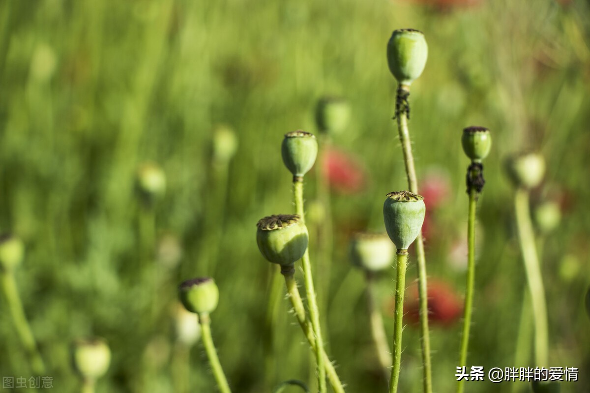 活着是一种心情，得而不喜，失而不忧，内心宁静，则幸福常在