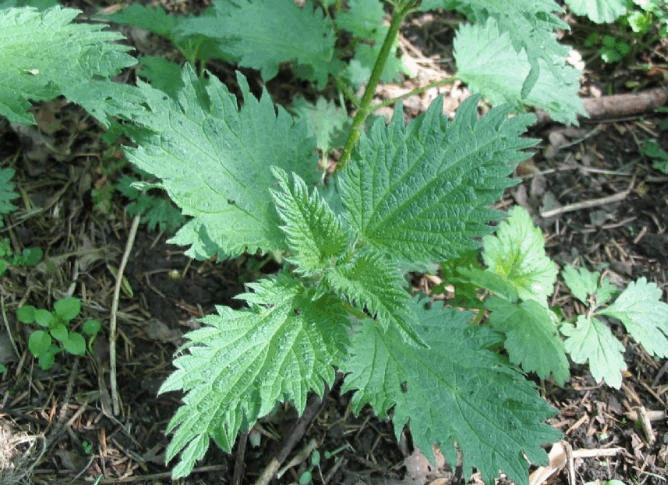 一种会咬人的植物,人称"咬人草",用来涮火锅是一绝,你可吃过