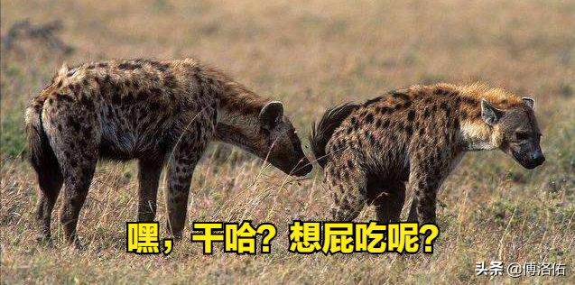怪哉！掏肛之王斑鬣狗并非雌雄同体，雌兽身上的“丁丁”是假货