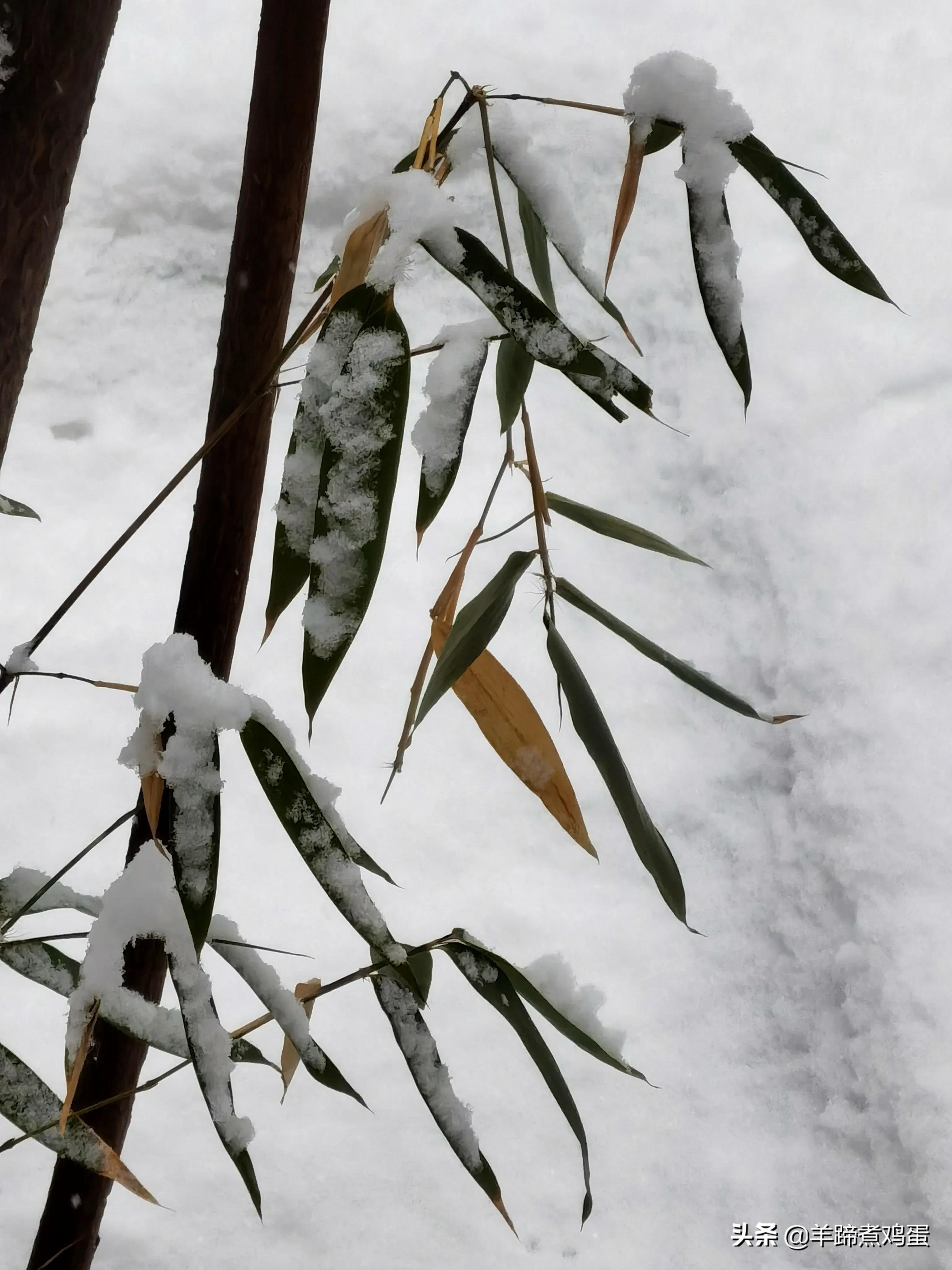 难览观园全画景雪覆腊梅一隅香——踏雪寻游北京大观园