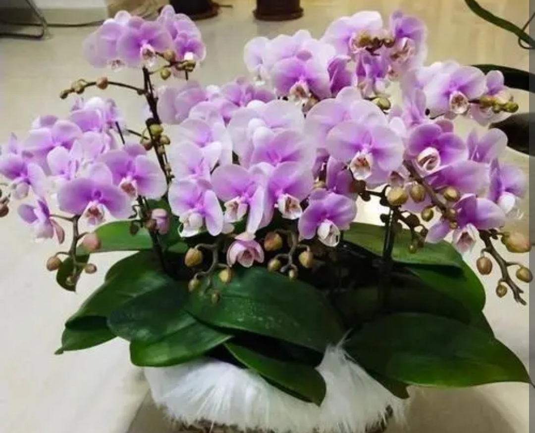 冬天有什么花開,冬天有什么花開放