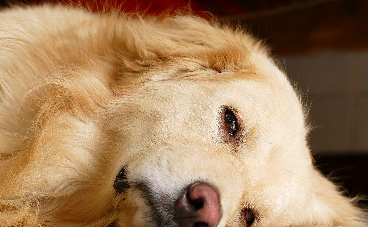 6条养金毛的建议,养它比养自己还"精致"