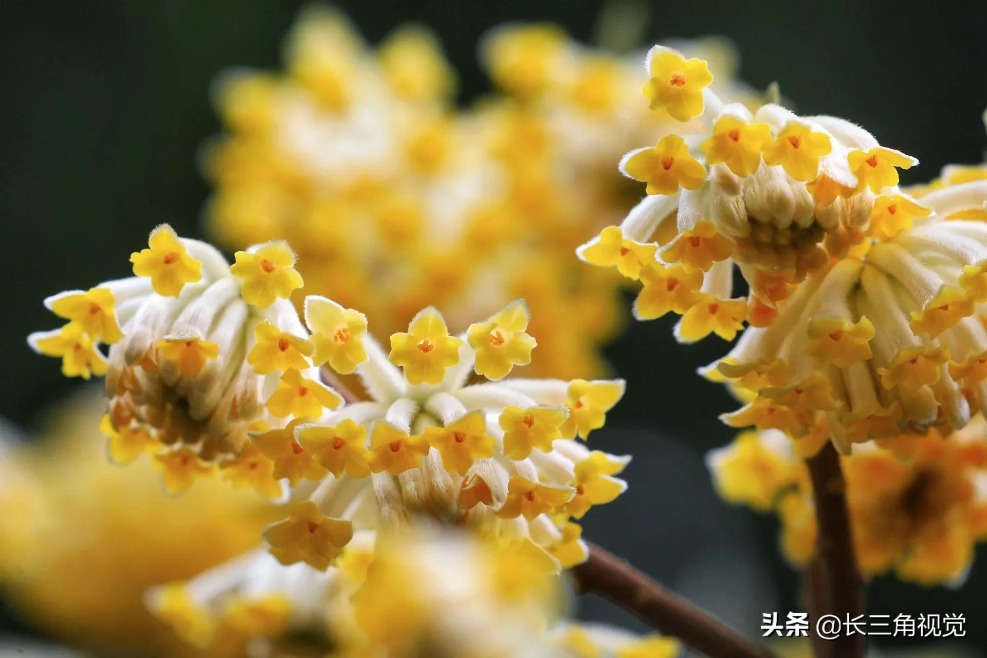 梦花结香：心有千千结，花开满城香