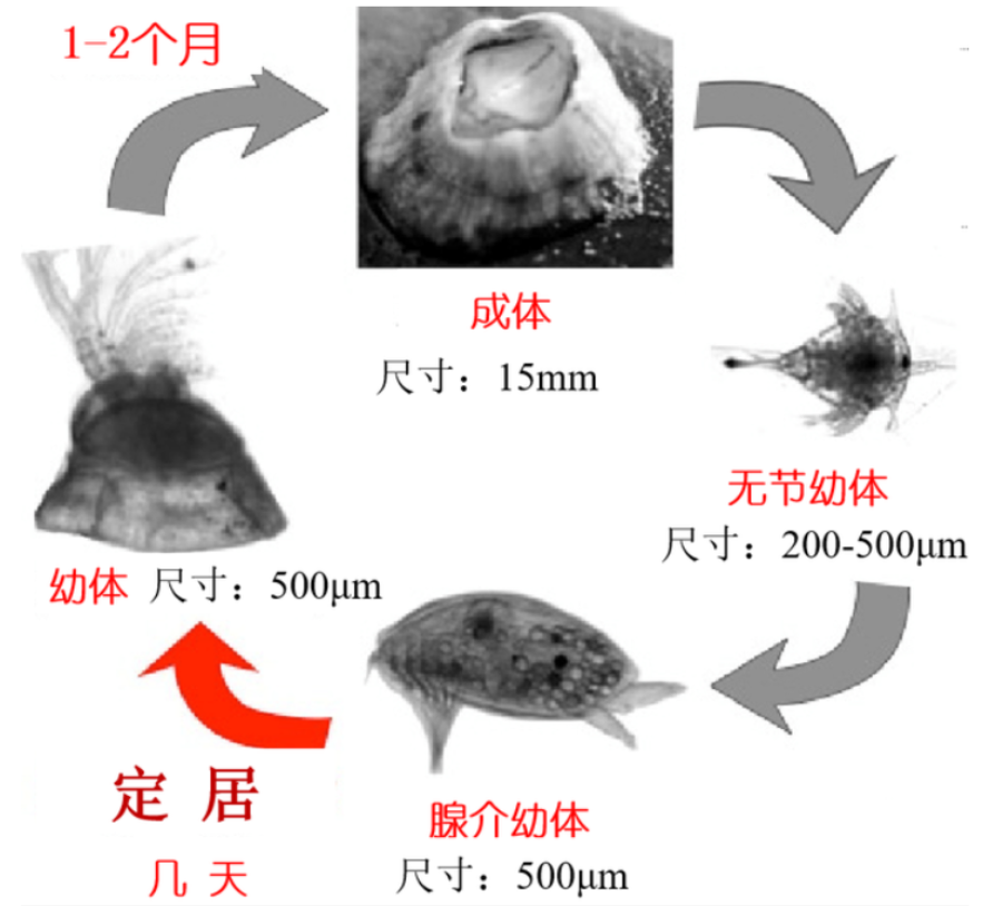 海洋最低調(diào)的寄生者，究竟有多可怕？鯨魚、海龜被折磨得不成樣子