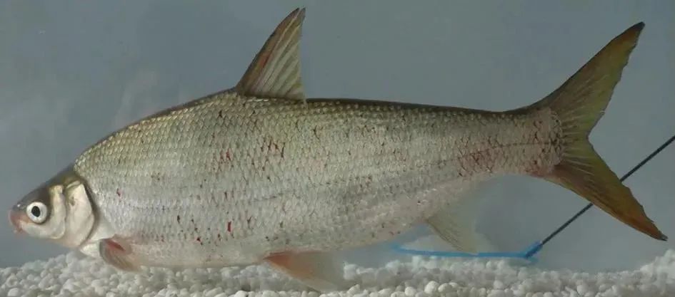 黑龙江鱼类之“三十二杂鱼”图谱