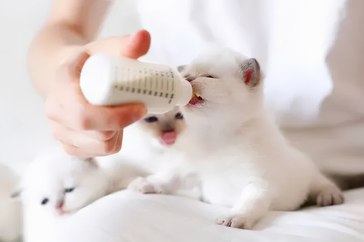 猫咪正常体温是多少（一文讲清猫咪体温问题）