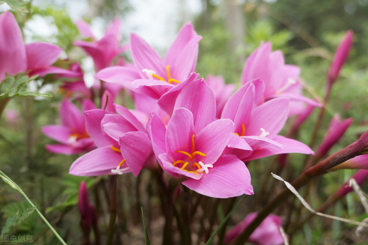 飞花令“兰”的诗句全集1000首古诗词句学生必背